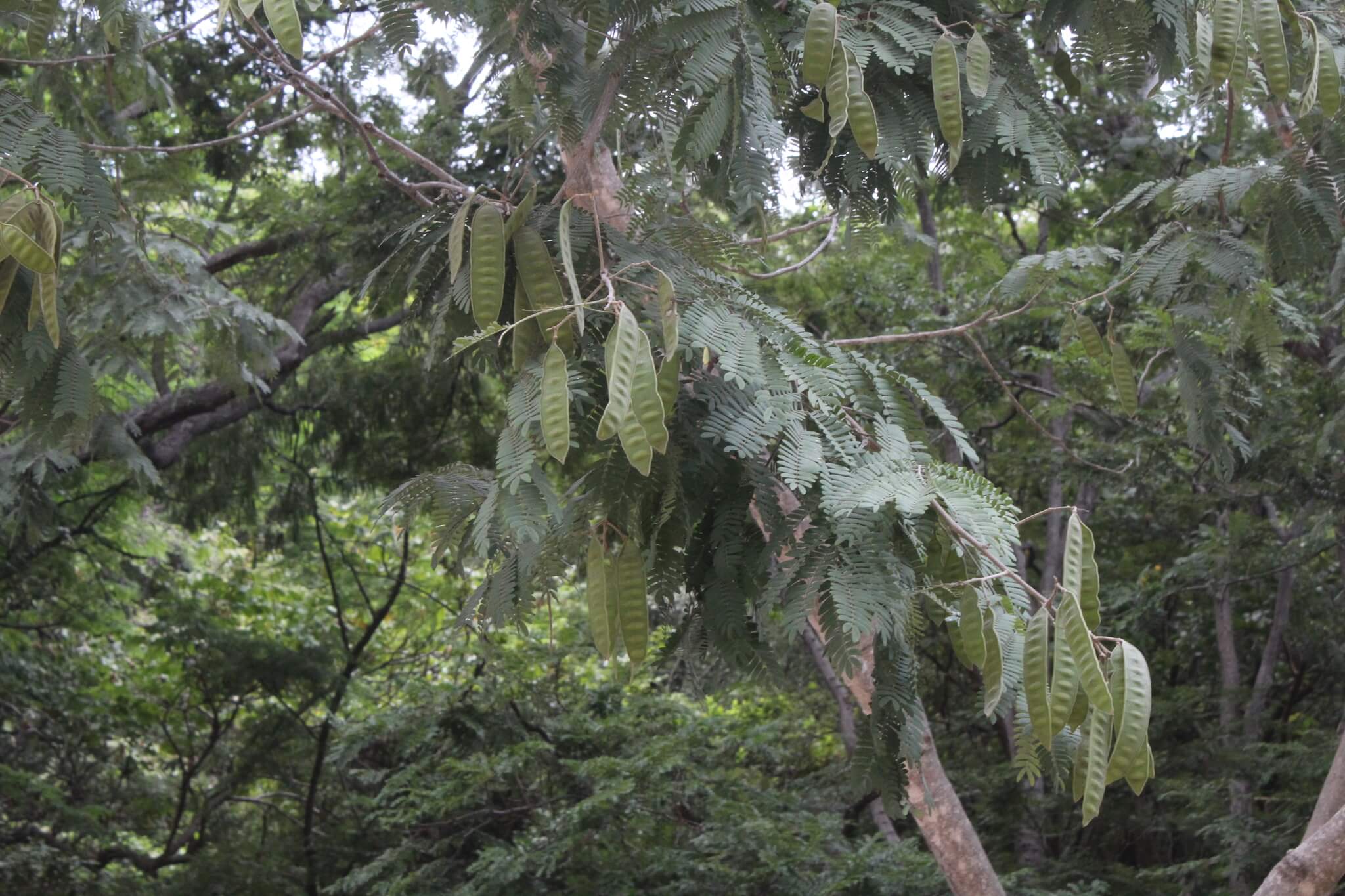 Albizia tomentosa